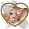 Cute.....Cats.... 20