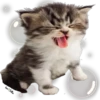 Cute.....Cats.... 21