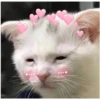 Love Cats 29