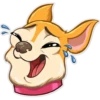 Chihuahua Chica 23