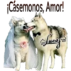 Perros Perrúnos 29