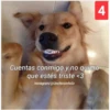 Secuencias de perritos  3 5