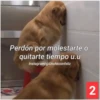 Secuencias de perritos  3 11