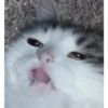 crying cats 5