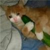crying cats 6