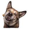 perros 6