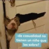 -de casualidad no
tienen un niño que
les sobre?