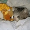 crying cats 7