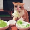 crying cats 8