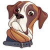Dogs Memes 8