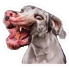 perros 8