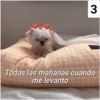 Secuencias de perritos  3 13