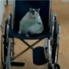 crying cats 9