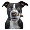 perros 11