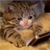 crying cats 10