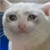 crying cats 11
