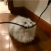 crying cats 12