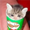 crying cats 13