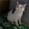 crying cats 14