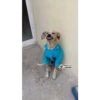 Perritos
tu depresión