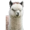 Animales (2) 14