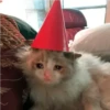crying cats 15