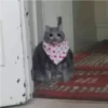 crying cats 16