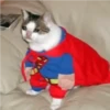 crying cats 17