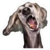 perros 14