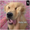 Secuencias de perritos  3 20