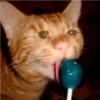 crying cats 20