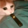 crying cats 21