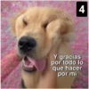 Secuencias de perritos  3 23