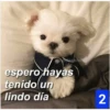 Secuencias de perritos  3 24