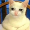 crying cats 22