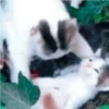crying cats 23