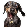 perros 16