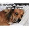 Chale banda, otra vez
amanecí vivo