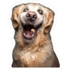 perros 17