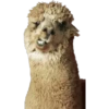 Animales (2) 24