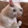 crying cats 24