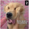 Secuencias de perritos  3 28