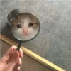 crying cats 26