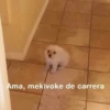 Ama, mekivoke de carrera