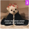 Secuencias de perritos  3 30