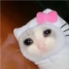 crying cats 27