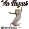 Ya llegué
tesGrillowait