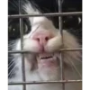 Animales cools 5