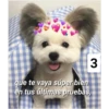 Secuencias de perritos 5