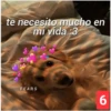 Secuencias de perritos 6